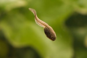 Common Frog Tadpole Image