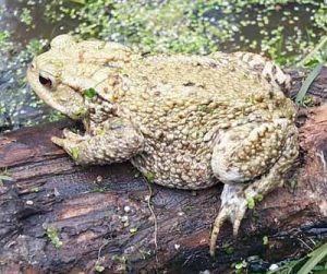 Images of Common Toad