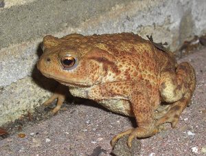 Photos of Common Toad