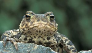 Pictures of Common Toad