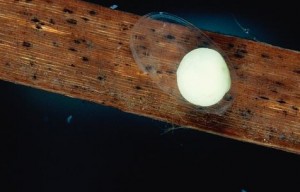 Great Crested Newt Egg