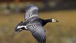 Flying Barnacle Goose Photo