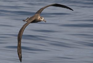 Flying Black-footed Albatross Image