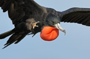 Flying Magnificent Frigate Bird Photo