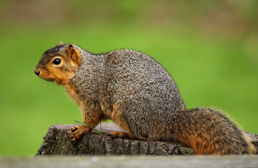 Grey Squirrel Age Chart