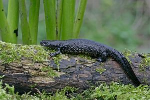 Images of Great Crested Newt