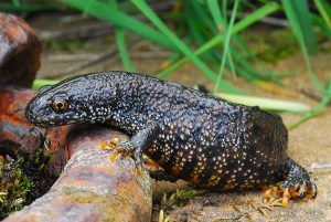 Pictures of Great Crested Newt