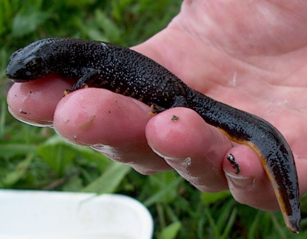 Great Crested Newt -