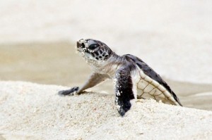 Green Sea Turtle Baby Image