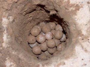 Green Sea Turtle Eggs Photo