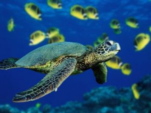 Images of Green Sea Turtle