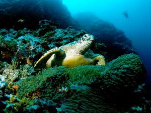 Pictures of Green Sea Turtle