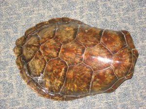 Green Sea Turtle Shell Photo