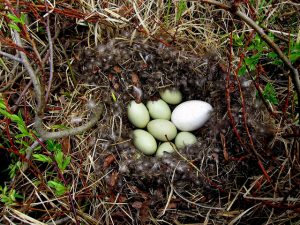 Greylag Goose Eggs Photo