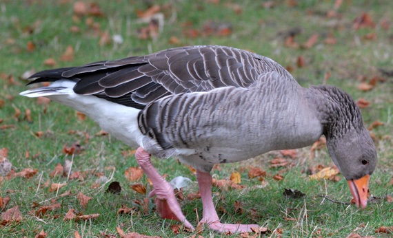 Greylag goose, Game know-how