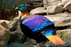 Himalayan Monal Picture