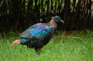 Images of Himalayan Monal