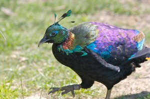 Pictures of Himalayan Monal