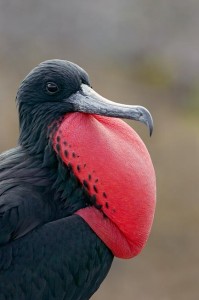 Magnificent Frigate Bird Picture