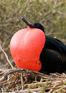 Images of Magnificent Frigate Bird