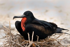 Photos of Magnificent Frigate Bird
