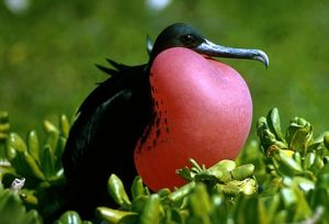 Pictures of Magnificent Frigate Bird