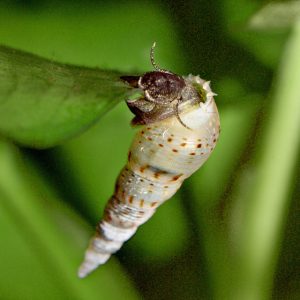 Photos of Melanoides Tuberculata