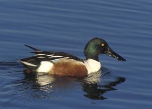 Northern Shoveler Picture