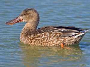 Northern Shoveler Duck (Hen) Image