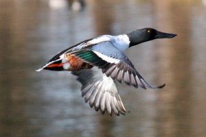 Northern Shoveler Flying Photo