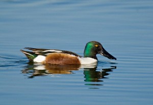 Images of Northern Shoveler