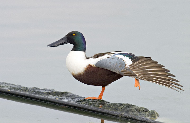 Pictures of Northern Shoveler