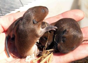 Prairie Vole Baby Photo