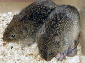 Photos of Prairie Vole