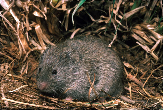 Pictures of Prairie Vole