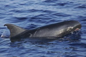 Photos of Pygmy Killer Whale