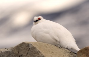 Rock Ptarmigan Picture