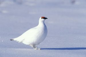 Images of Rock Ptarmigan