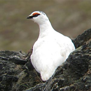 Photos of Rock Ptarmigan