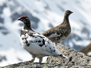 Pictures of Rock Ptarmigan