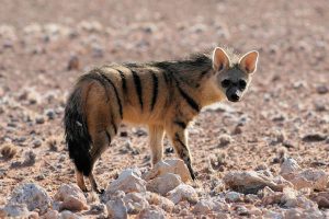 Aardwolf Picture