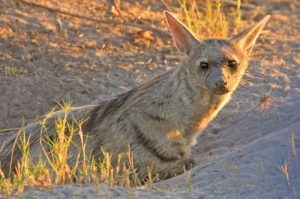 Images of Aardwolf