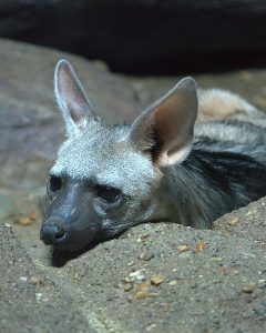 Pictures of Aardwolf