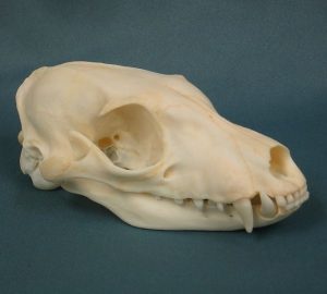 Aardwolf Skull Photo