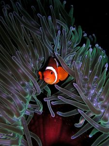 Images of Anemonefish