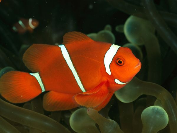 Photos of Anemonefish