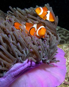 Pictures of Anemonefish