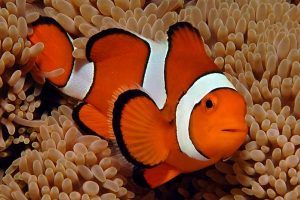 Anemonefish Picture