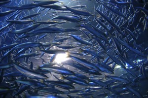 Images of Atlantic Herring