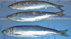 Photos of Atlantic Herring